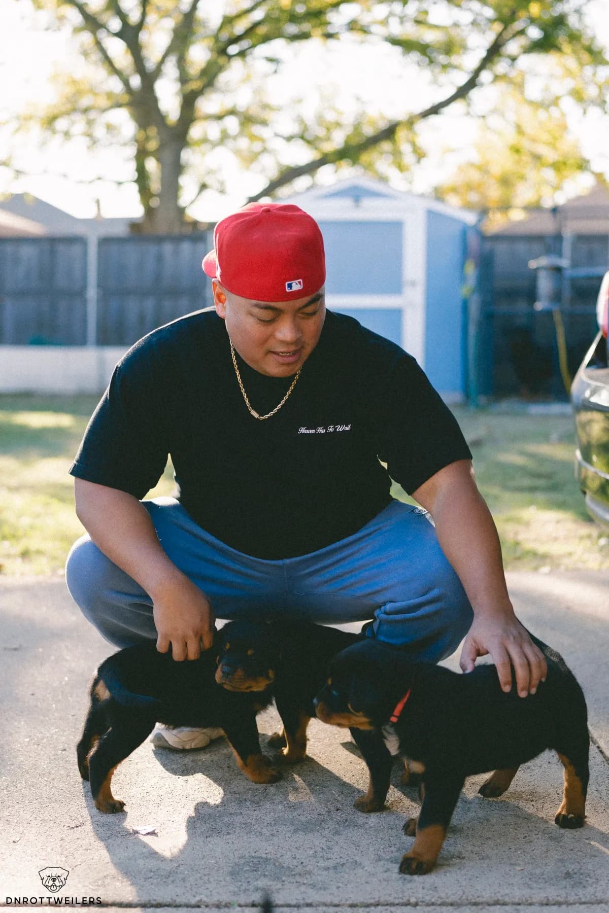 DN Rottweilers litter