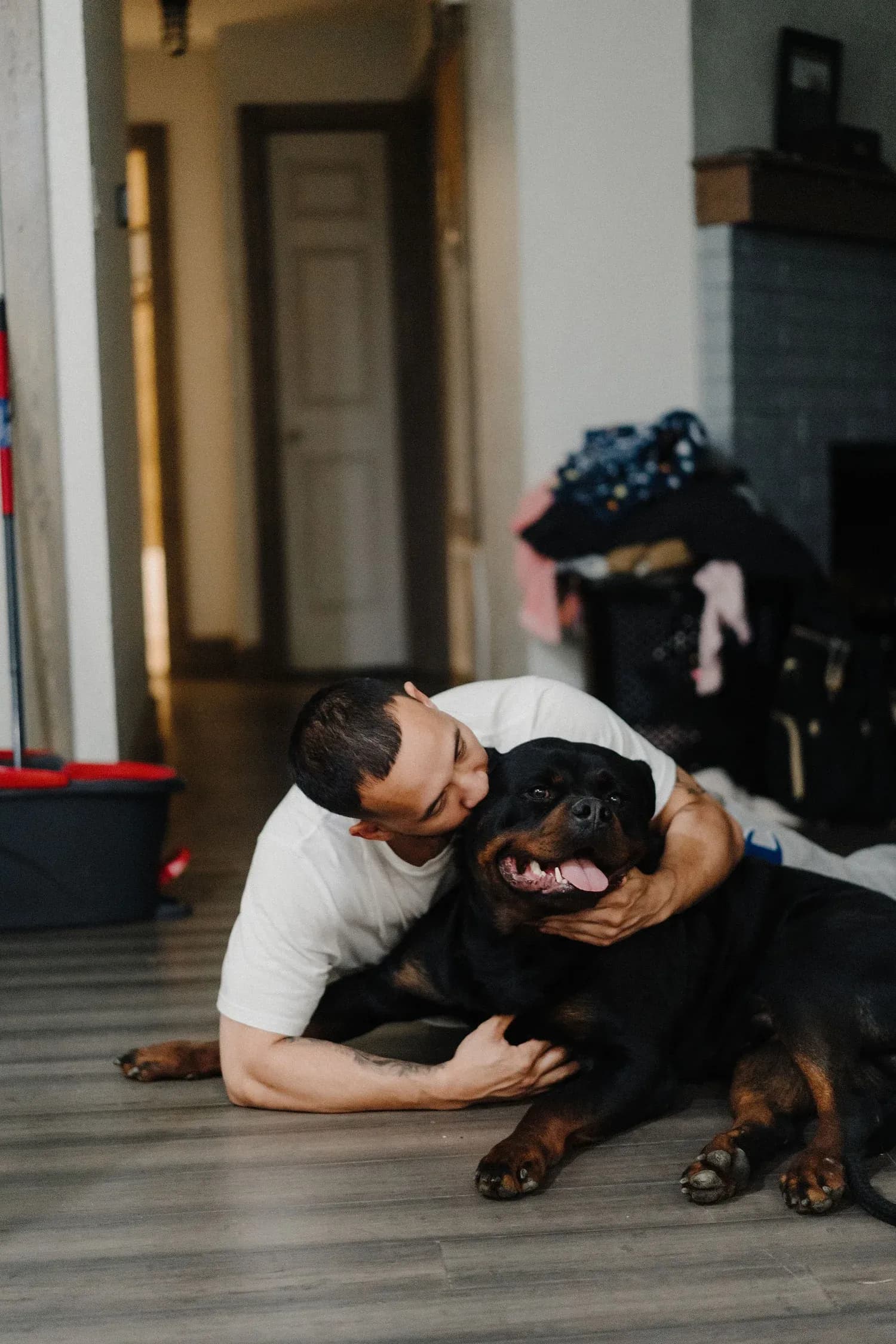 Jon Jon — foundation rottweiler at DN Rottweilers