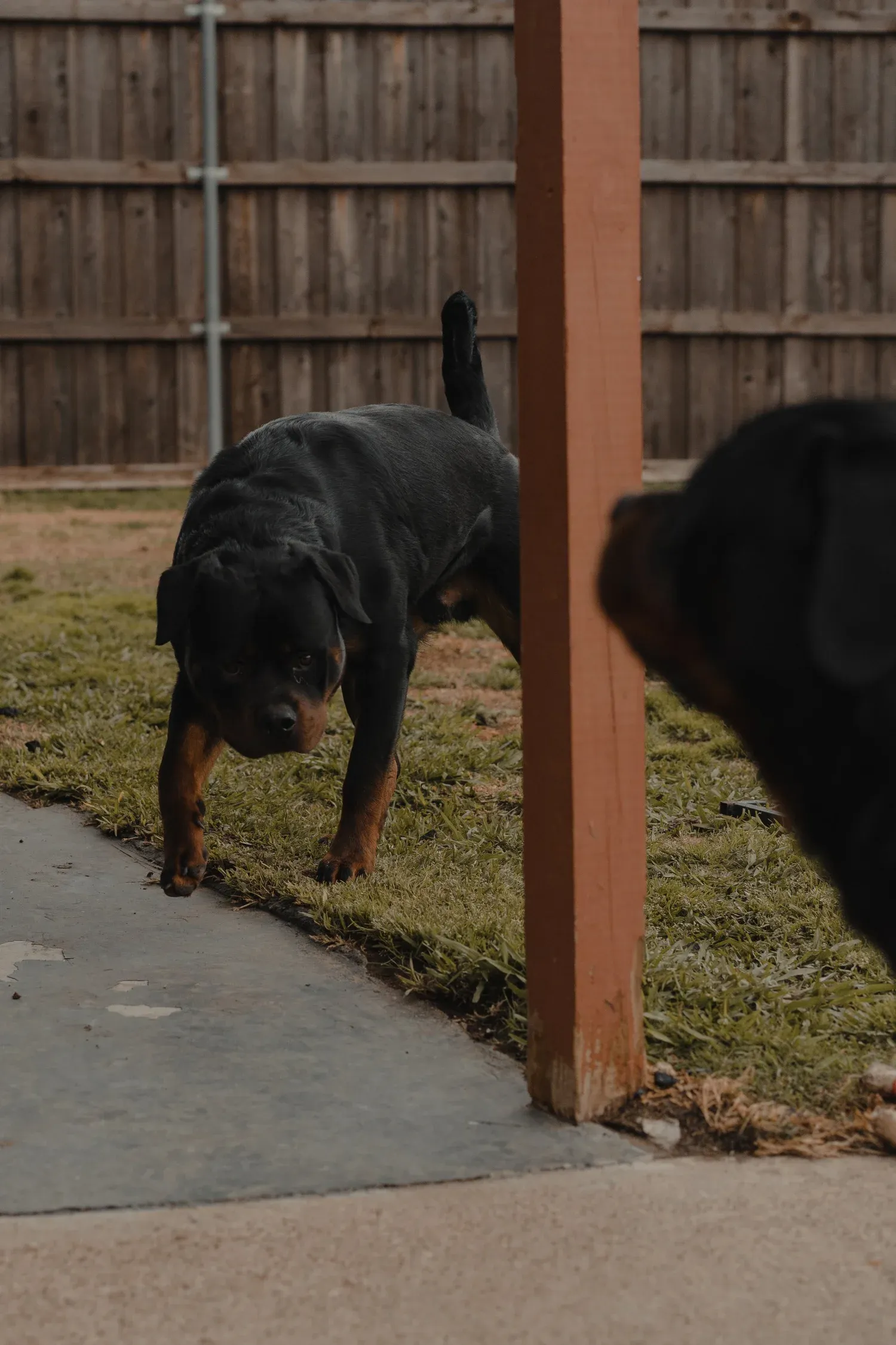 Ivan The Great — foundation sire at DN Rottweilers